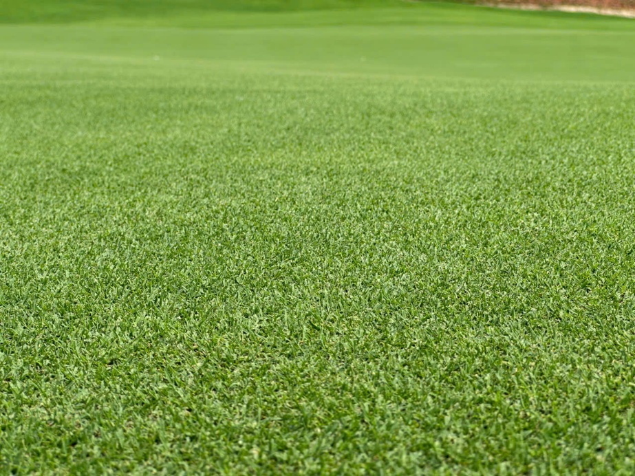Close-up of Mach 1 Ultradwarf Bermuda green surface