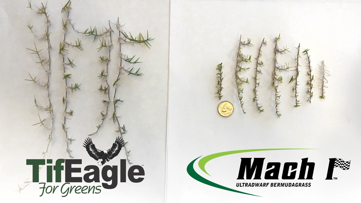 Stolon comparison: TifEagle vs Mach 1 Ultradwarf Bermudagrass